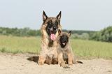 MALINOIS 378